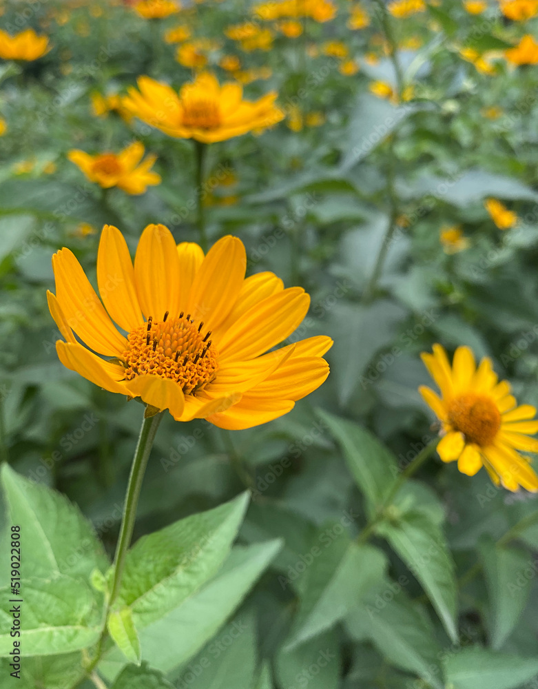 Obraz premium yellow flowers in the garden