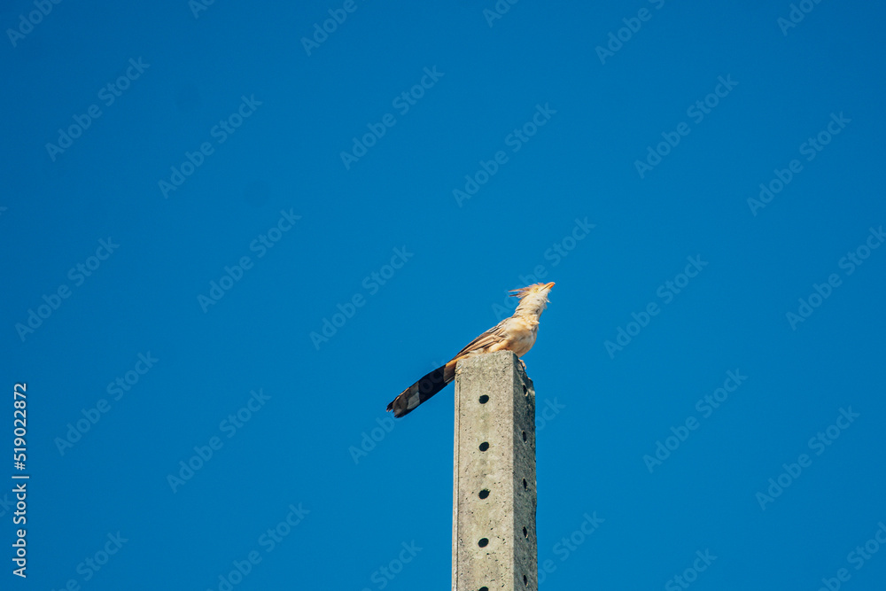 Anu Branco pousado no poste com céu azul de fundo Anu Branco pousado no poste com céu azul de fundo