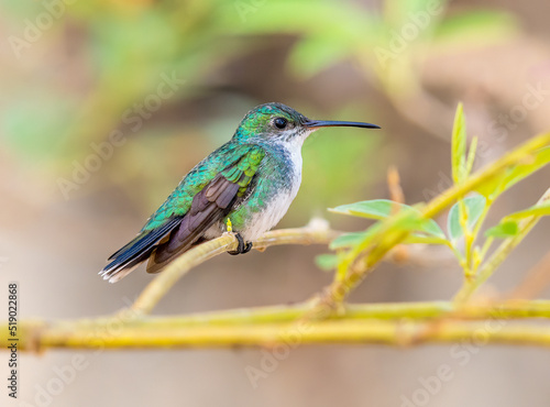 Sapphire throated hummingbird perched on a tree