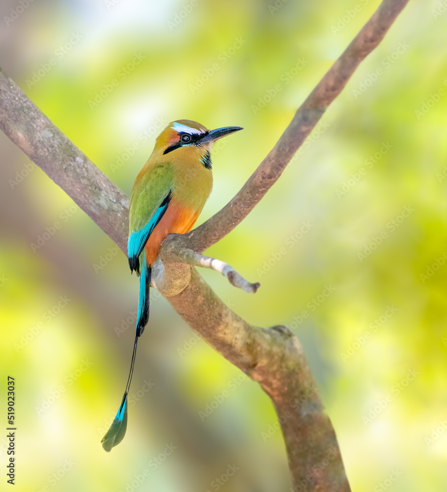 Turquoise browed motmot perched on a tree
