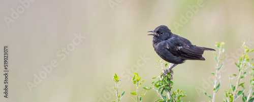 Sooty Chat perched on a tree in Kenya photo