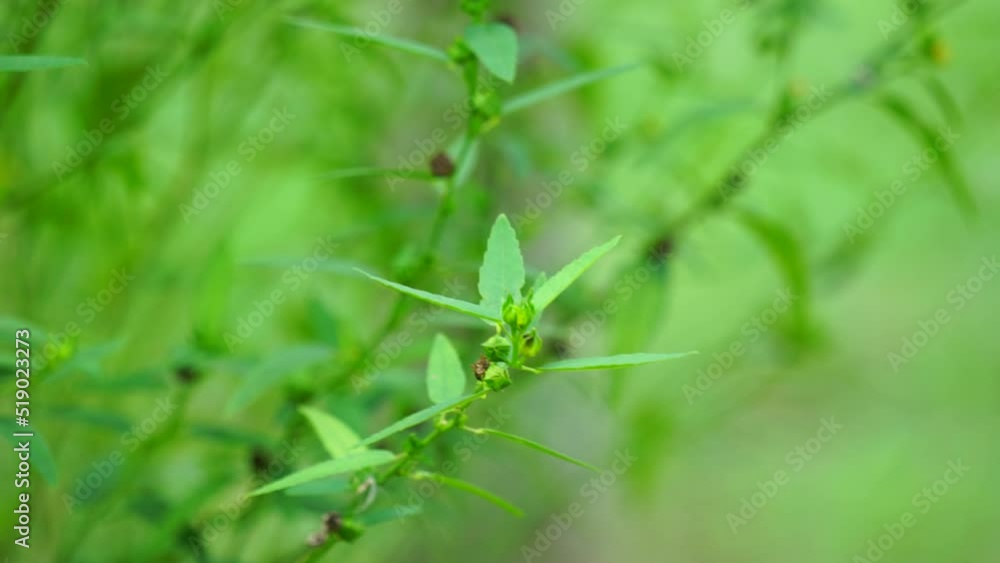 Sida acuta (aslo called common wireweed, sidaguri,sidogori) with natural background. This plant species of flowering plant in the mallow family, Malvaceae. Sida acuta is considered an invasive species Sida acuta (aslo called common wireweed, sidaguri,sidogori) with natural background. This plant species of flowering plant in the mallow family, Malvaceae. Sida acuta is considered an invasive species
