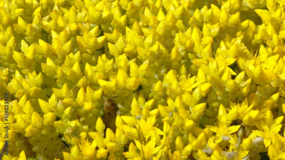 Closer look of the yellow goldmoss stonecrop flowers blooming in the garden in Estonia Closer look of the yellow goldmoss stonecrop flowers blooming in the garden in Estonia