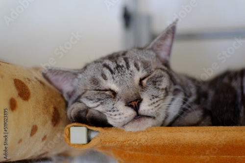 ハンモックで寝ている猫