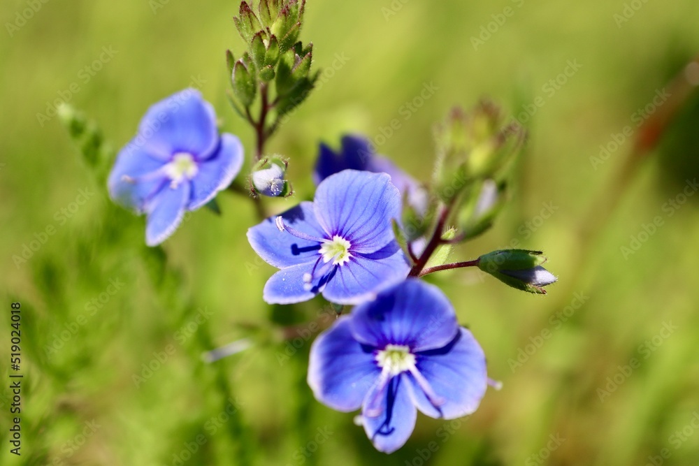 Speedwell blue flower close up with blurry background Speedwell blue flower close up with blurry background
