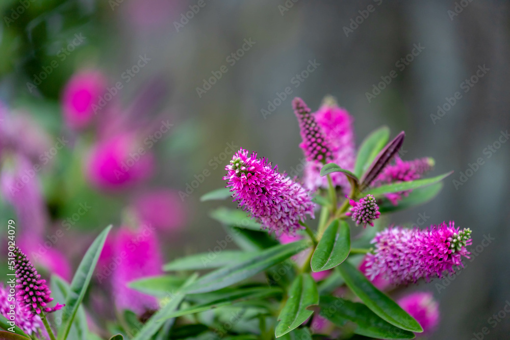 Selective focus of purple pink flowers with green leaves in the garden, Hebe is a genus of plants, Shrubby Veronica is a small evergreen, Dome-shaped shrub featuring tiny, Nature floral background. Selective focus of purple pink flowers with green leaves in the garden, Hebe is a genus of plants, Shrubby Veronica is a small evergreen, Dome-shaped shrub featuring tiny, Nature floral background.
