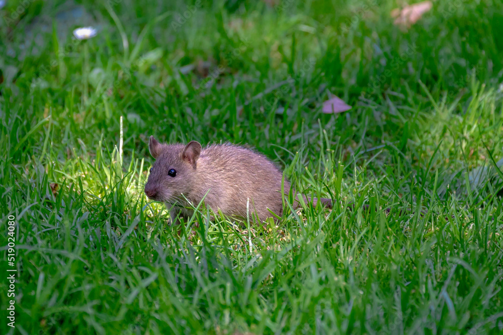 Selective focus a little wild rat walking on green grass meadow in the park, Rats are various medium-sized and long-tailed rodents, A mouse is a small mammal characteristically mice. Selective focus a little wild rat walking on green grass meadow in the park, Rats are various medium-sized and long-tailed rodents, A mouse is a small mammal characteristically mice.