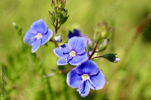 Speedwell blue flower close up with blurry background