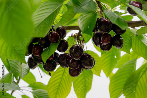 The fresh dark red cherries hanging on the tree at orchard, Selective focus of ripe prunus avium, Sweet cherry is ready to harvest or picking late spring or early summer, Health benefits of berries.