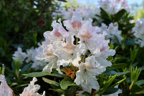 Rhododendron Cunningham's White flower close up with blurry background
