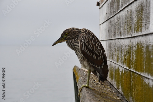 The life of Nature in Orange County california