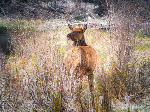 Elk cow looking over shoulder in the willows near Sprague Lake, Rocky Mountain National Park photo
