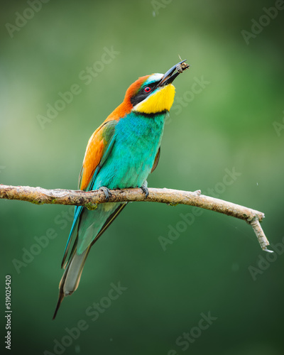 Beautiful and rare bird European bee-eater (Merops apiaster) perching on a branch and eating a bee. Beautiful green blurred background.