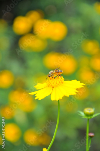 blossoming yellow flowers and bee © 曹宇