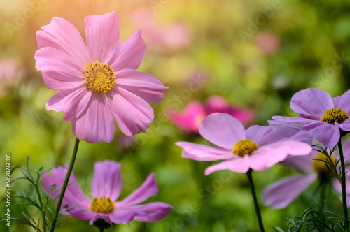 pink cosmos flower in garden