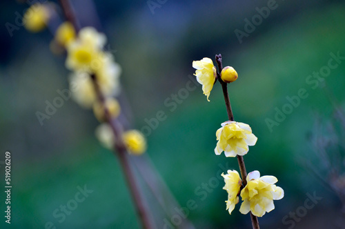 Yellow plum blossom photo