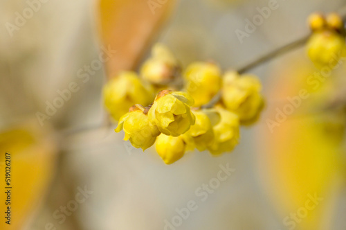 Yellow plum blossom photo