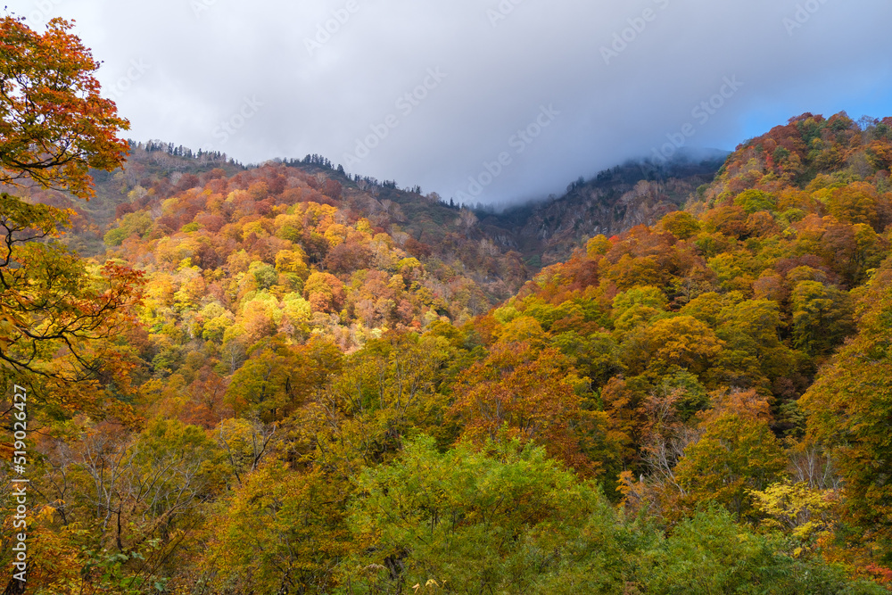 ブナの紅葉