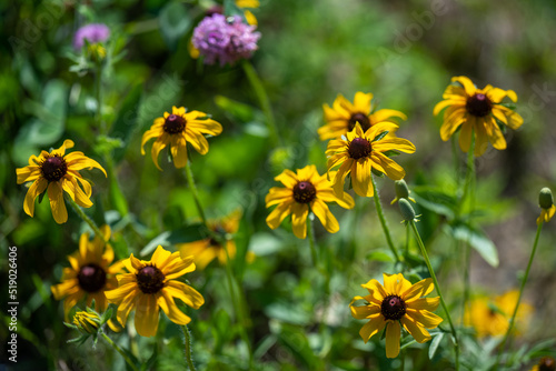 Yellow Flowers Bloom