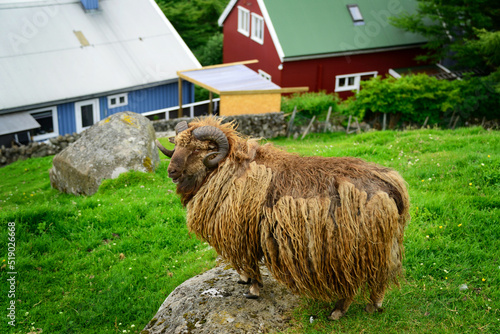 A friendly ram in a park in Torshavn, Faroe Islands photo