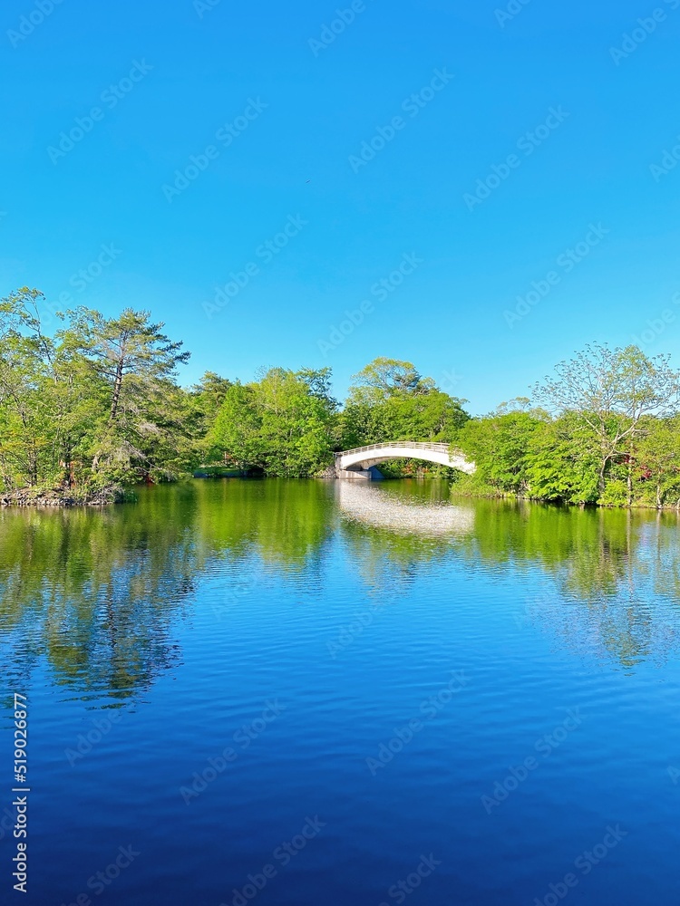 Fototapeta premium 夏の湖