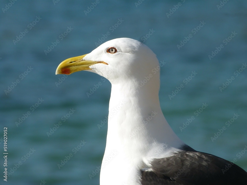 seagulls on the edge of the beach on the beach sand in the sea seagulls on the edge of the beach on the beach sand in the sea