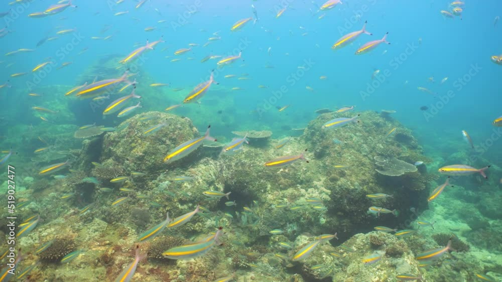 Tropical coral reef and fishes underwater. Hard and soft corals. Sri lanka. Tropical coral reef and fishes underwater. Hard and soft corals. Sri lanka.