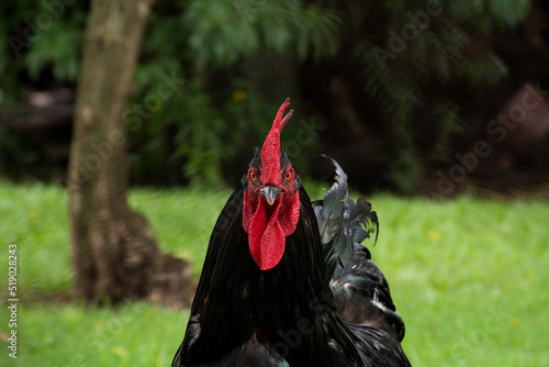 Gallo de campo