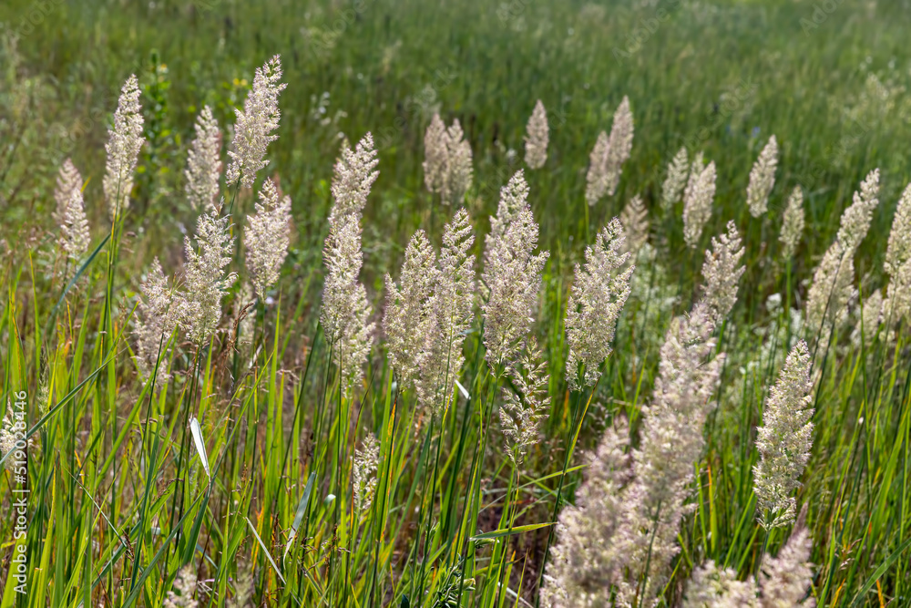 green grass in a field in the summer, a field with green grass in a field in the summer, a field with