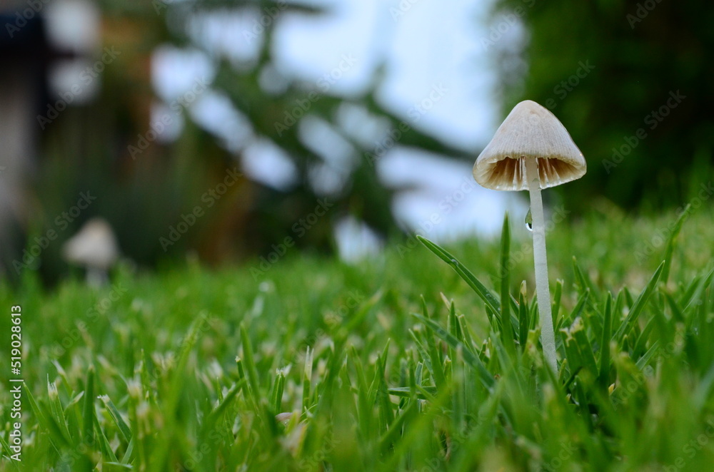The family of fungi are spectacular that show us textures and beautiful shapes The family of fungi are spectacular that show us textures and beautiful shapes