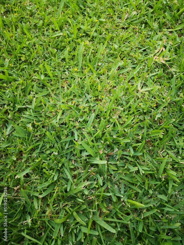 Approach to the textures that the grass of a beautiful garden offers us