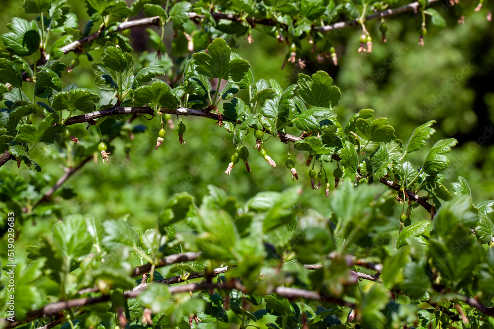 deciduous trees in the spring season with green foliage deciduous trees in the spring season with green foliage