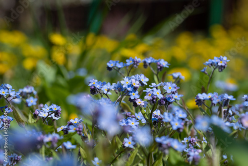 beautiful blue flowers in the spring season