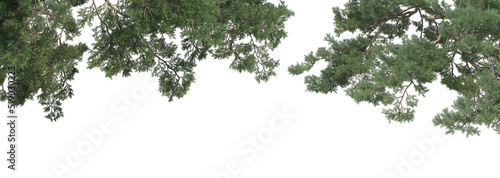 Foreground tree on a white background.