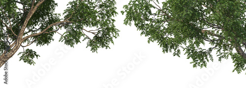 Foreground tree on a white background.