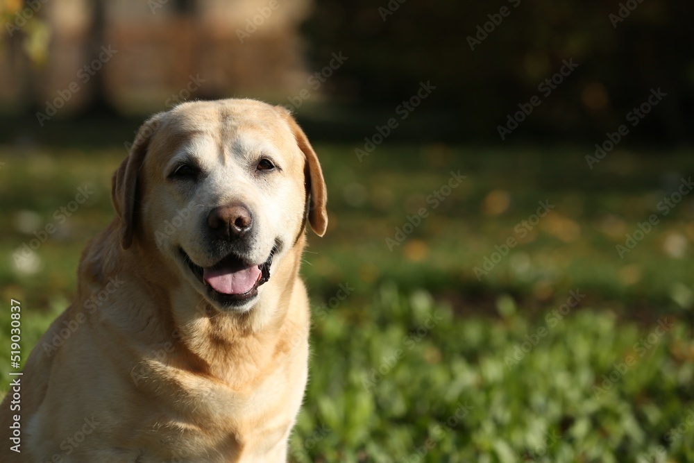 Happy yellow Labrador in park on sunny day. Space for text