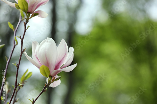 Magnolia tree with beautiful flower on blurred background  closeup. Space for text