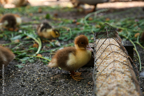 Cute fluffy duckling near feeder with seed mix in farmyard