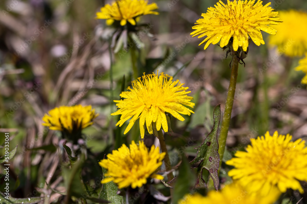 several dandelion flowers in the field in the spring season