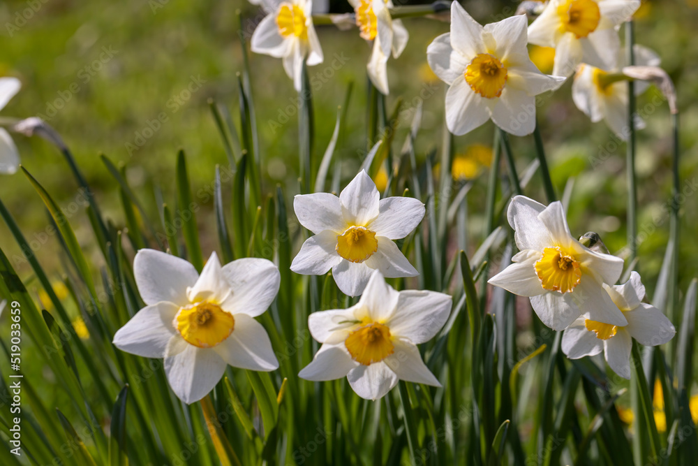 spring narcissus flower in dust and dirt after the last rain