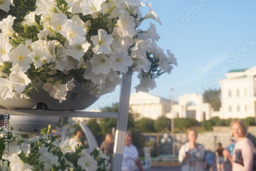 Horizontal full-color photo. An element of greening the city. A pot with white petunias on the background of the city and the blue sky.