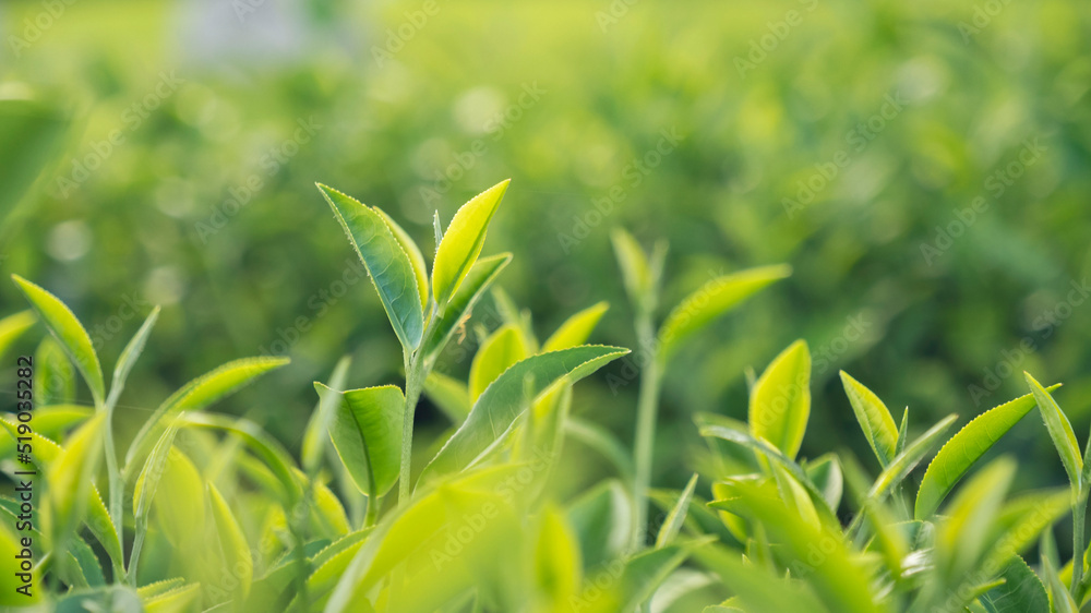Fototapeta premium Green tea tree leaves field young tender bud herbal Green tea tree in camellia sinensis organic farm. Close up Fresh Tree tea plantations mountain green nature in herbal farm plant background morning