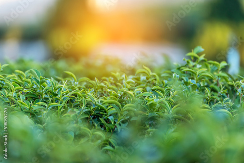 Green tea tree leaves field Fresh young tender bud herbal in farm on summer morning. Sunlight Green tea tree plant camellia sinensis in organic farm. Close up Tree tea plant green nature in morning © aFotostock