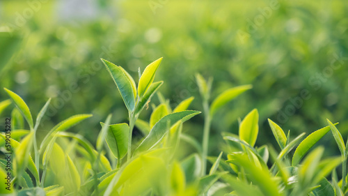 Green tea tree leaves field young tender bud herbal Green tea tree in camellia sinensis organic farm. Close up Fresh Tree tea plantations mountain green nature in herbal farm plant background morning