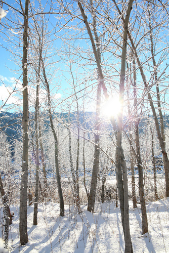 Snow forest
