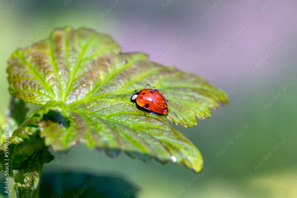 a ladybug sitting on a raspberry leaf in drops of water a ladybug sitting on a raspberry leaf in drops of water