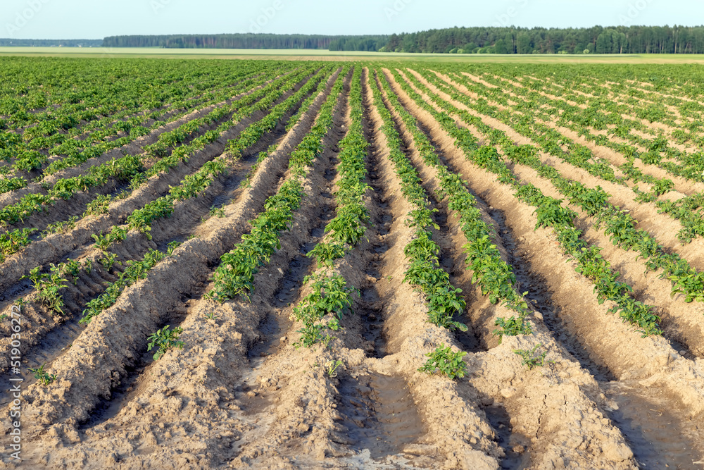 An agricultural field where green potatoes grow An agricultural field where green potatoes grow