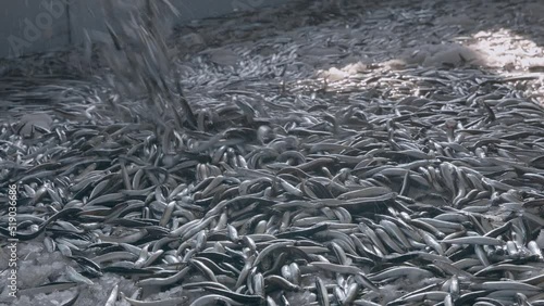 A large amount of ancovy fishes are caught and taking into trawlers yard in Black Sea.