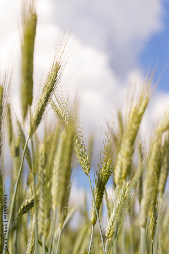 Wheat field with unripe wheat swaying in the wind Wheat field with unripe wheat swaying in the wind