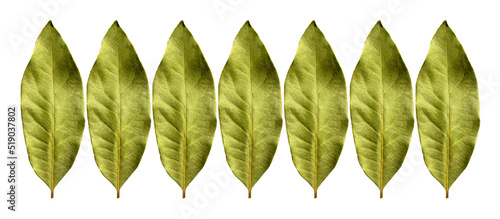 Obraz na plátně Daphne leaf, bay leaf, Laurus nobilis leaf, isolated on white background